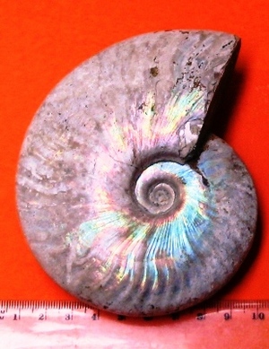 Fossil Ammonite with 