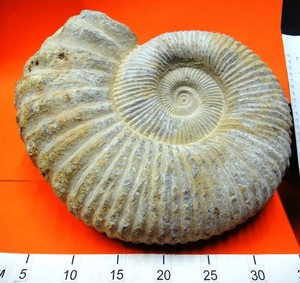 Fossil Ammonite